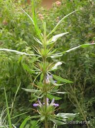 Asteracantha longifolia fullplant1.jpg